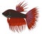Crowntail fighting cartoon aquarium fish