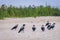 Crows on beach