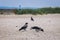 Crows on beach