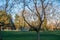 Crows At Beer Sheva Park 4