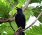 Crows Bird Looking Upwards