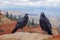Crows at Black Birch Canyon in Bryce
