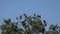 Crows on branch, flying flock, crowd of raven in tree, black bird, close up