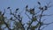 Crows on Branch, Flying Flock, Crowd of Raven in Tree, Black Bird, Close up