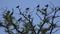 Crows on Branch, Flying Flock, Crowd of Raven in Tree, Black Bird, Close up