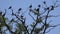 Crows on Branch, Flying Flock, Crowd of Raven in Tree, Black Bird, Close up