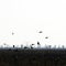 Crows circling above the plowed field in search of