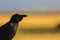 Crows (Corvus corax) in spring in Montgai, Lleida, Catalonia, Spain. Europe