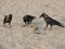 Crows eat sea snake on the beach wildlife