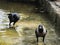 Crows eating food from Lake water