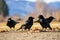 crows feasting on scattered ground nuts