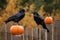 Crows on a fence at sunset