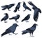 crows flat design , isolated on white background