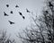 Crows flying amongst bare winter tree branches