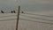 Crows gathering on telegraph cables