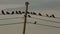 Crows gathering on telegraph cables