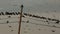 Crows gathering on telegraph cables