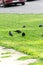 Crows on the grass. Crows looking for food on the lawn