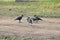 Crows on the ground looks like they are in a group meeting