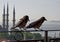 Crows in Istanbul