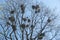 Crows nests on tree branches, branches still without foliage