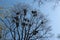 Crows nests on tree branches, branches still without foliage, early spring