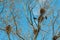 Crows nests on a tree on a clear spring day