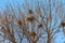 Crows nests in the treetops in the park