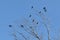 Crows perch on tree top branch