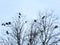 Crows perched roosting in a tree in winter with pale blue sky