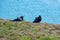 Crows perched on windy cliffs of Tennyson Down, Freshwater, isle of Wight, Hampshire