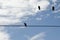 Crows on a Power Line