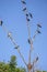 Crows protecting their nest from Coppersmith barbet