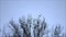 crows, raven, meeting on a tree, background blue sky