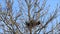 Crows ,raven, nest building in a tree, spring, sweet home