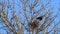 Crows ,raven, nest building in a tree, spring, sweet home