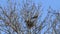 crows ,raven, nest building in a tree, spring, sweet home
