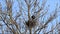 crows ,raven, nest building in a tree, spring, sweet home