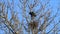 Crows, raven, nest building in a tree, spring, sweet home