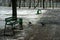 Crows rides out of a trash can on the street in winter