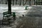 Crows rides out of a trash can on the street in winter