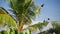 Crows roost on palm overlooking Parrot Rock in Sri Lanka. Exotic birds engage in preening amid lush greenery, pristine