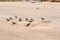 Crows on a sandy beach