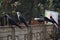 Crows are Searching for Food from Garbage Collecting Vehicle