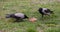 Crows share a piece of food on the grass