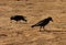Crows on the shores of lake powell