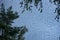 crows silhouettes on a evening\\\'s dark blue sky , framed by tree branches