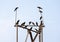 Crows sitting on a metal electric stand