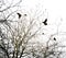 Crows and tree