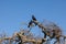 Crows on tree branch